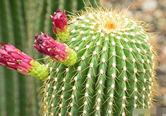 仙人球的養(yǎng)殖方法和注意事項(xiàng)，做好五個(gè)要點(diǎn)一年四季健康茂盛