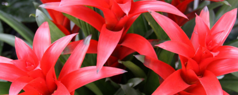 鴻運當頭的葉都枯了能活嗎