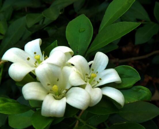 九里香每年開(kāi)多少次花，一年獨(dú)開(kāi)一次花(花期4-8月)