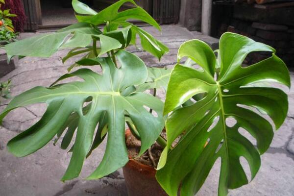 小龜背竹多久開裂，養(yǎng)護(hù)得當(dāng)?shù)臅r(shí)候第二年就會(huì)開裂