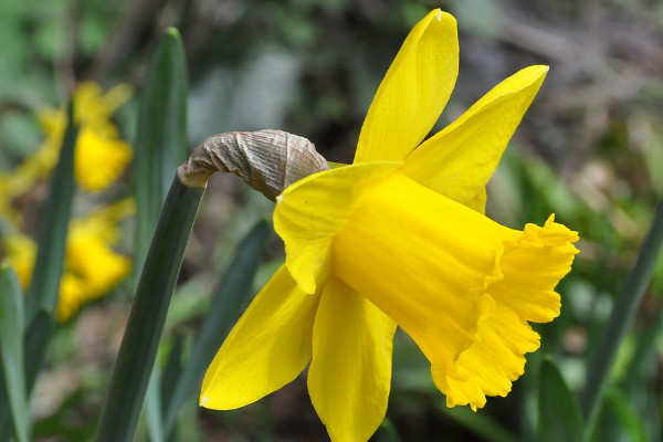 水仙開過(guò)花后還能養(yǎng)嗎