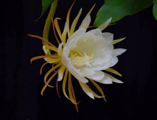 曇花的病蟲害及其防治，詳解四種病蟲害防治大全