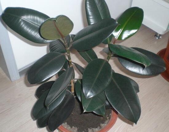 橡皮樹用什么肥料好，橡皮樹怎么養(yǎng)長得快