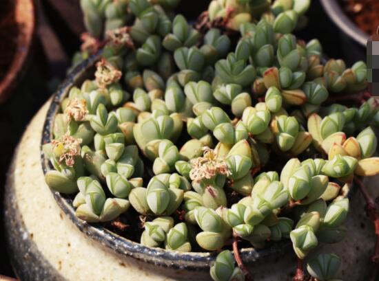 碧玉蓮葉子發(fā)黃變軟怎么辦，教你四種原因以及解決辦法