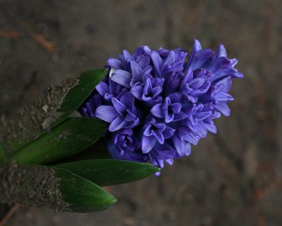 風(fēng)信子怎么施肥吸收效果最好，推薦兩種最見效的吸肥方法