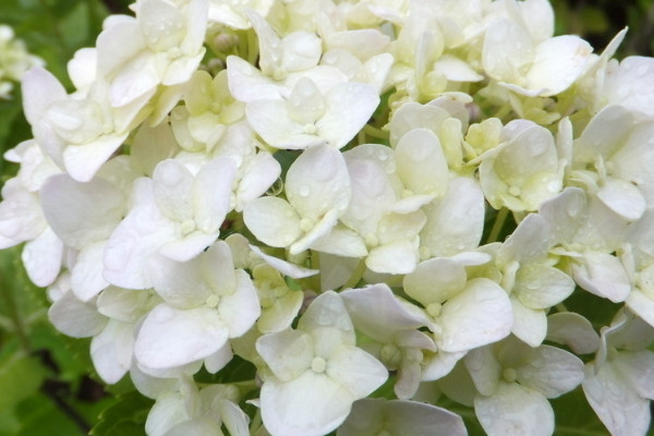 繡球花冬天怎么養(yǎng)