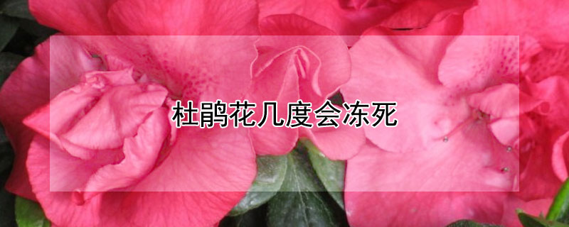 杜鵑花幾度會(huì)凍死