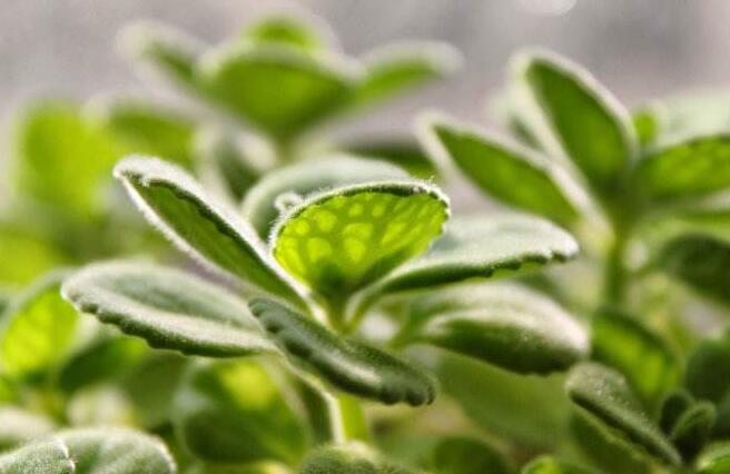 碰碰香花有毒嗎，不光沒毒并且還有很大的作用