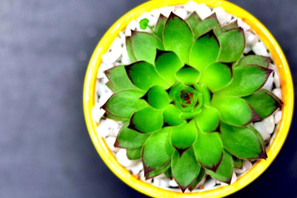 寶石花和觀音蓮的區(qū)別，詳細(xì)介紹葉子和花朵的不同