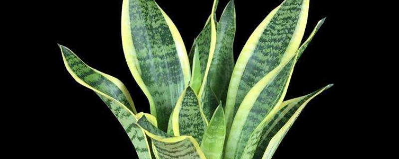 虎皮蘭長了銹斑咋辦