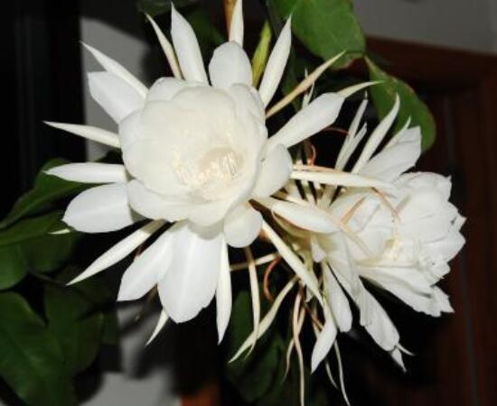 曇花什么時(shí)候葉插，以春季為主/擇兩年生健康老葉