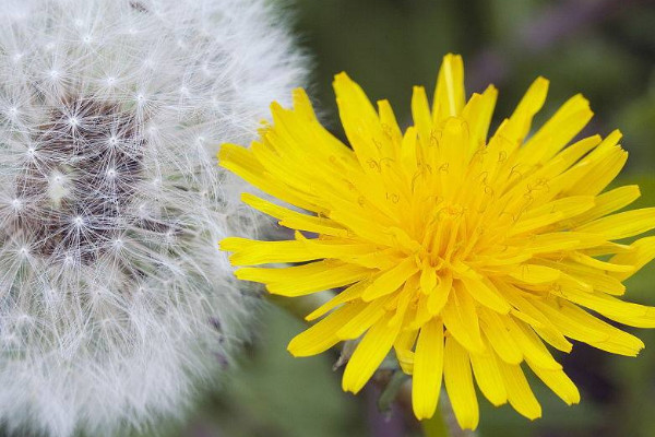 蒲公英幾月開(kāi)花的