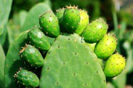 仙人掌的藥用價值，盤點仙人掌八大藥用療效
