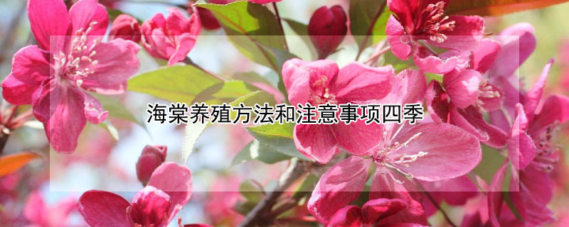 海棠養(yǎng)殖方法和注意事項(xiàng)四季