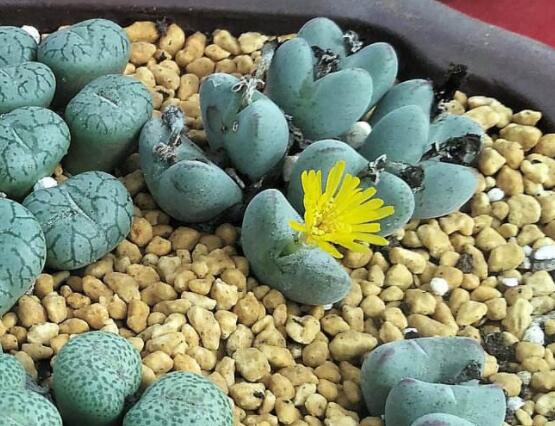 夏天生石花怎么養(yǎng)，做好五個要點可安然度夏