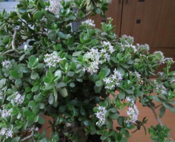 燕子掌的養(yǎng)殖方法和注意事項，老農(nóng)總結(jié)最實用八大養(yǎng)殖技巧