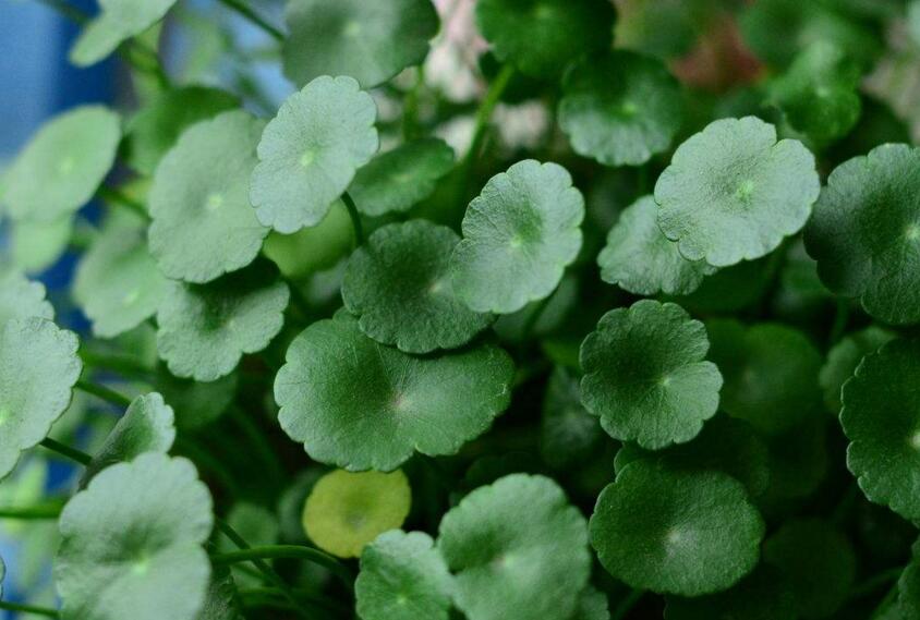 銅錢草怎么種，銅錢草土養(yǎng)的方法步驟