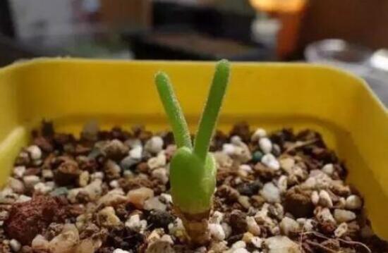 碧光環(huán)怎么種，保持盆土微濕潤/秋季種植存活率高