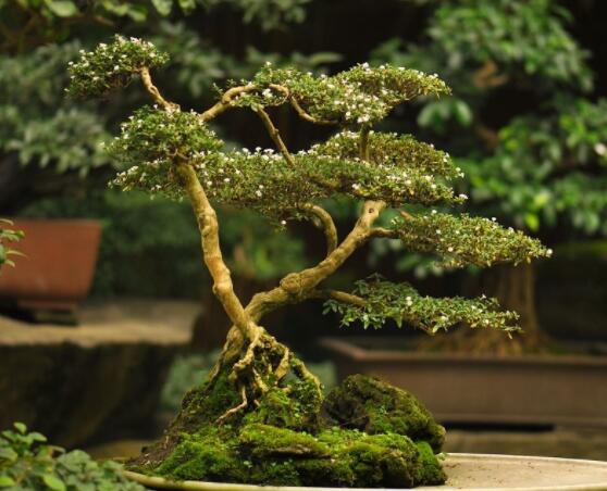 怎樣養(yǎng)好六月雪，盆土是關(guān)鍵/做好澆水施肥