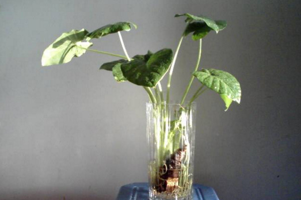 如何水養(yǎng)萬年青，掌握換水規(guī)律最重要