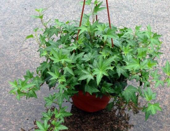 盆栽常春藤怎么爆盆，教你五點(diǎn)養(yǎng)護(hù)措施盆盆枝繁葉茂