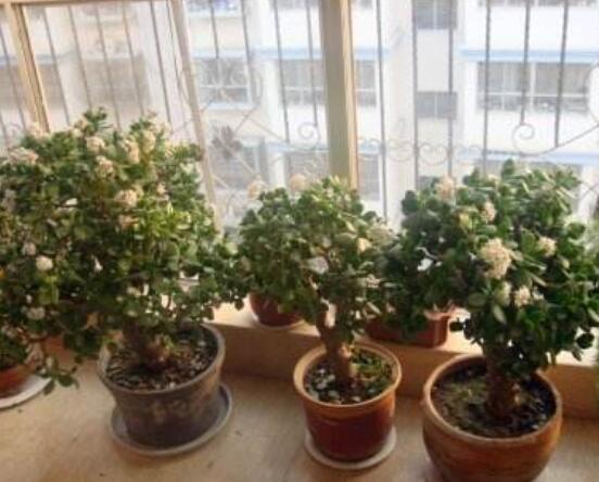 燕子掌用大盆還是小盆，大株用大一號盆/小株用小一號盆