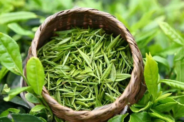 茶葉種植技術(shù)