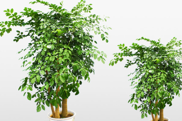 幸福樹幾天澆一次水，一般情況可7~10天澆水一次