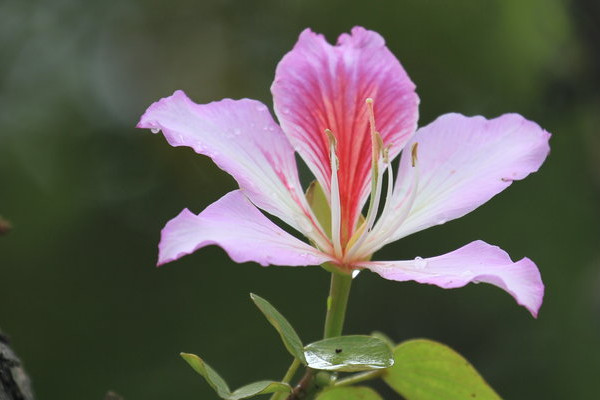 紫荊花冬天會(huì)開嗎