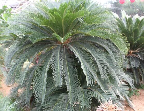 鐵樹開花的征兆，預(yù)示生活美滿、大吉大利