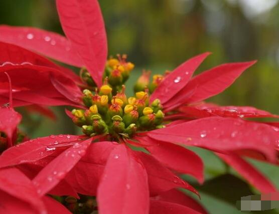 一品紅冬季怎么養(yǎng)，做好五個要點便可安然過冬