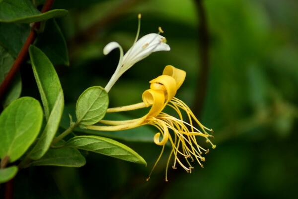 金銀花的種植方法，種子需進(jìn)行催芽處理