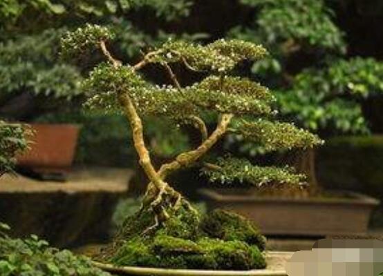 六月雪造型方法，蓄木截干法/剪扎結(jié)合法(美觀)