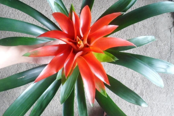 剛買的鴻運(yùn)當(dāng)頭怎么栽