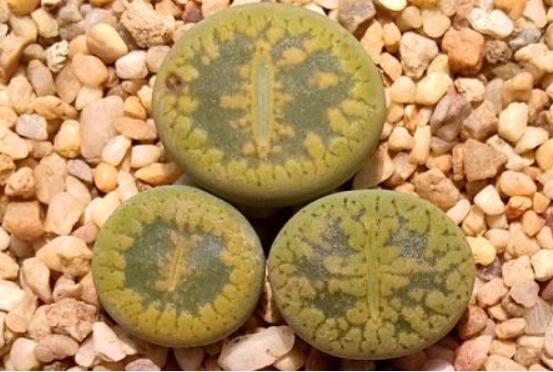 生石花怎么種植，做好六個(gè)步驟盆盆爆滿