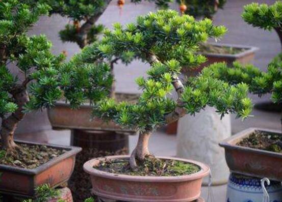 羅漢松盆景修剪技巧，教你三種修剪方法(疏剪/短剪/縮剪)