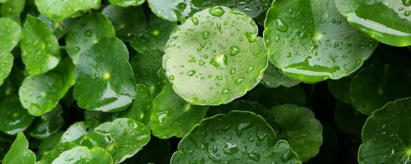 銅錢草葉子發(fā)黃怎么辦