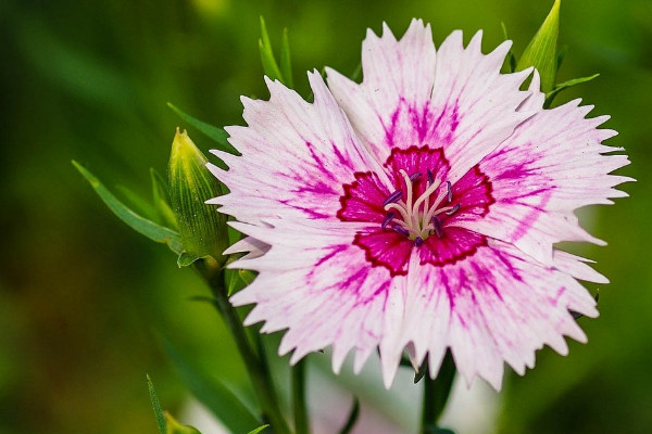 水培康乃馨的養(yǎng)殖方法和注意事項(xiàng)