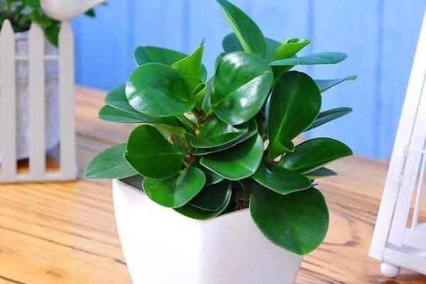 綠植紅碧玉怎么養(yǎng)，碧玉綠植適合室內(nèi)養(yǎng)嗎