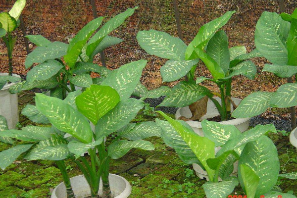 斑馬葉萬(wàn)年青養(yǎng)殖方法