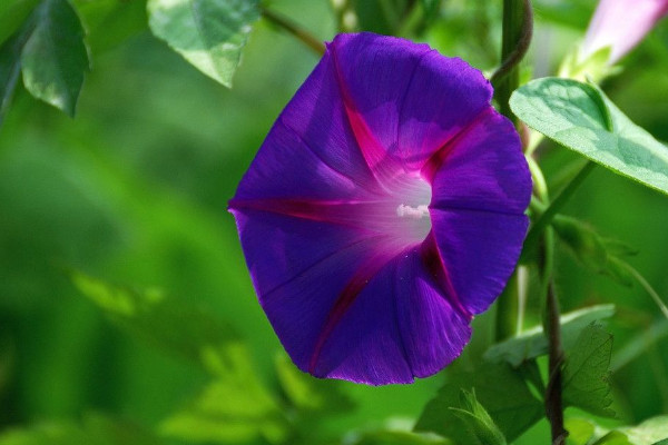 牽?；ú婚_(kāi)花的原因