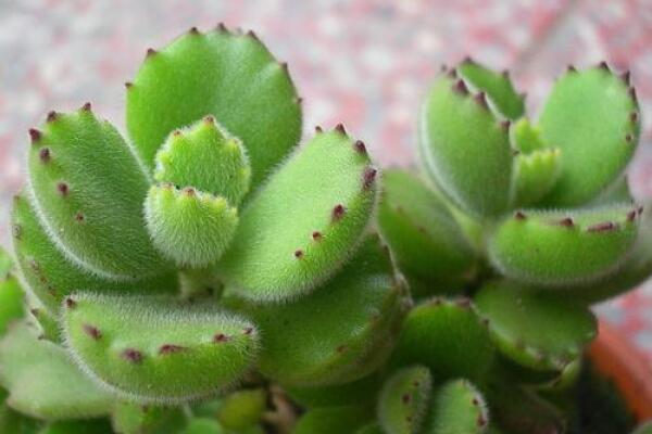 熊童子怎么繁殖，熊童子扦插繁殖方法