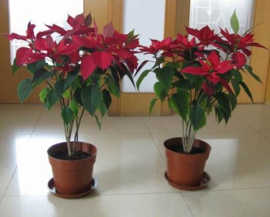 一品紅多久澆一次水，不同季節(jié)不同澆水量(澆則澆透)