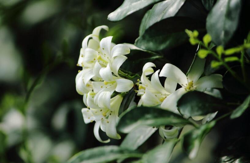 九里香的養(yǎng)殖方法和修剪，光照土壤要嚴(yán)控