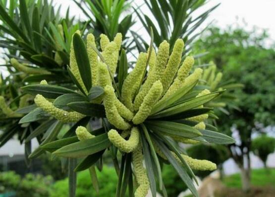 羅漢松可以水培嗎，羅漢松水培養(yǎng)殖方法