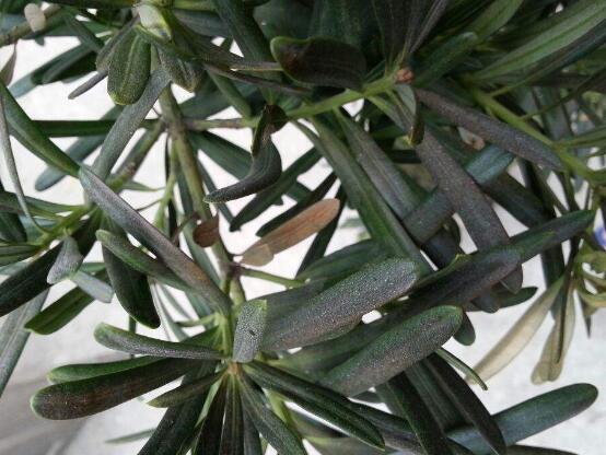 羅漢松葉子發(fā)黃怎么辦，羅漢松葉子發(fā)黃解決辦法