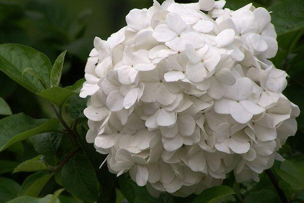 繡球花不長(zhǎng)花苞怎么辦