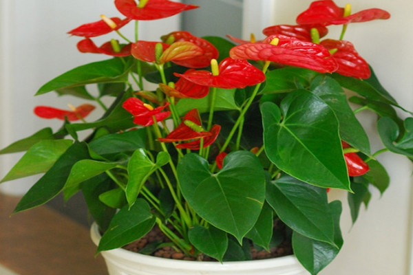 紅掌上盆后如何養(yǎng)護(hù)