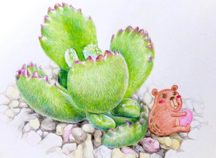 熊童子的花語和傳說，玲瓏優(yōu)雅和綠色山珍美好寓意