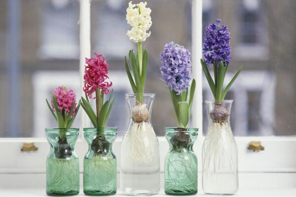 風(fēng)信子為什么長不高，可能是因?yàn)槿粘９芾聿划?dāng)造成